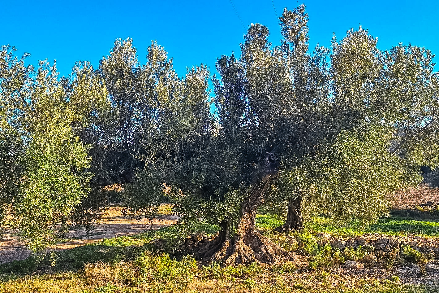 Olive Tree Cal Guixater 1